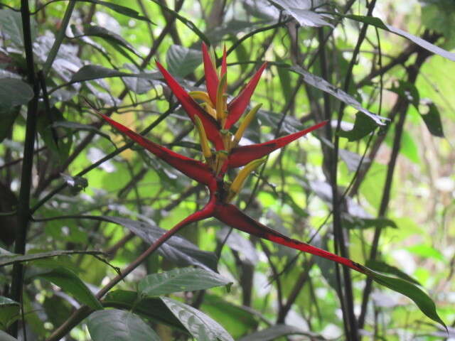 Image of wild plantain