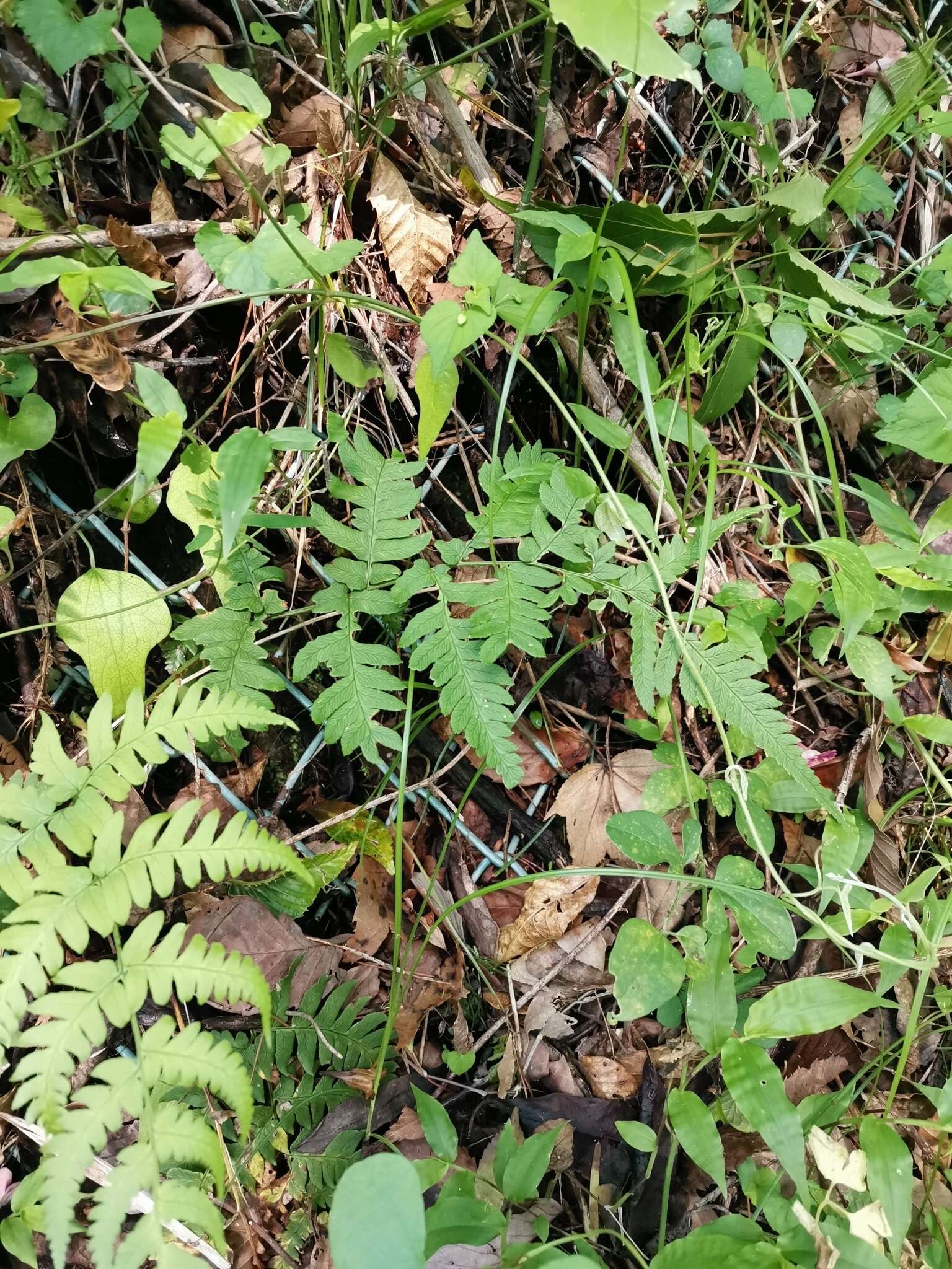 Image de Dryopteris lacera (Thunb.) Ktze.