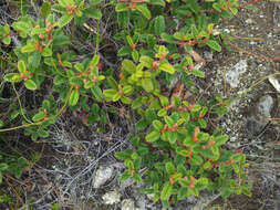 Image of Pomaderris prunifolia var. edgerleyi (Hook. fil.) L. B. Moore