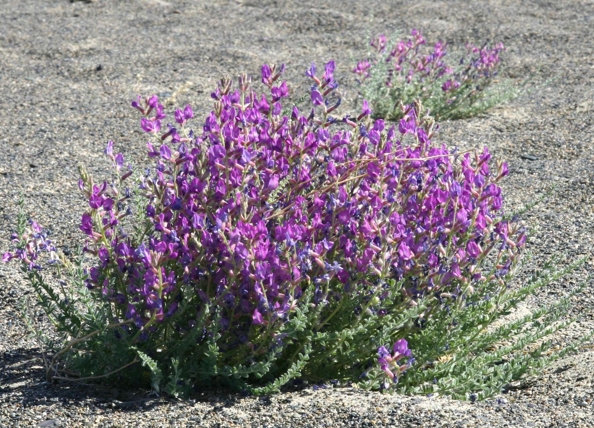 Image de Oxytropis mongolica Kom.