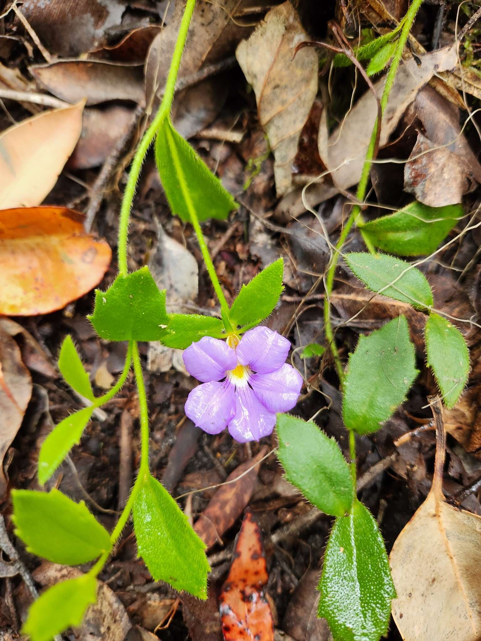 Imagem de Scaevola striata R. Br.