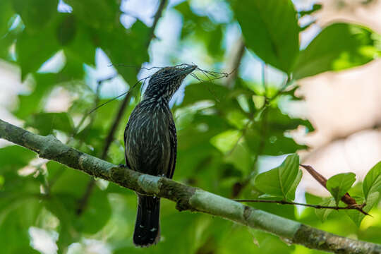 Image of Black-hooded Antshrike