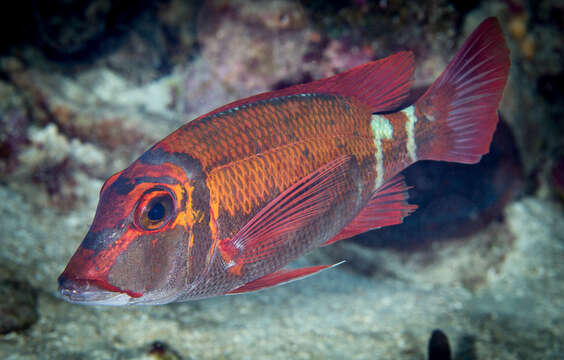 صورة Lethrinus erythropterus Valenciennes 1830