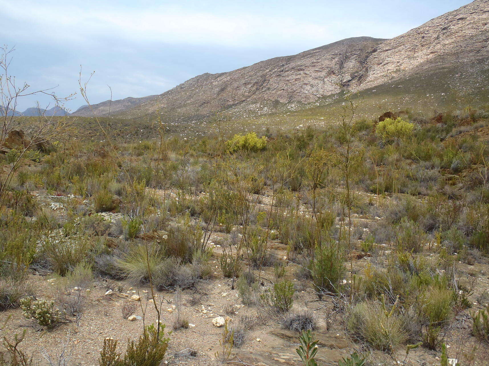 Image of Thesium strictum P. J. Berg.