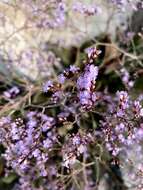 Image of Limonium hirsuticalyx Pignatti