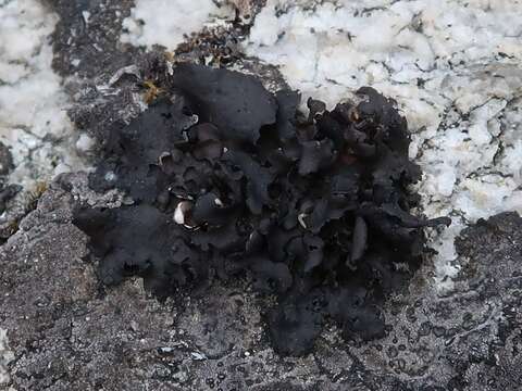 Image of Petaled rock tripe lichen