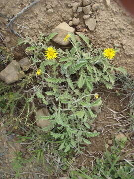 Image of Arctotis arctotoides (L. fil.) O. Hoffm.