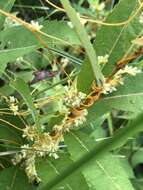 Image of buttonbush dodder