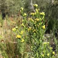 Plancia ëd Euthamia occidentalis Nutt.