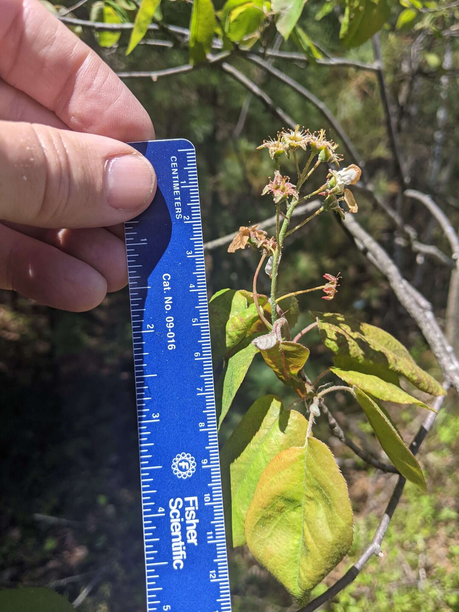 Image of Canadian serviceberry