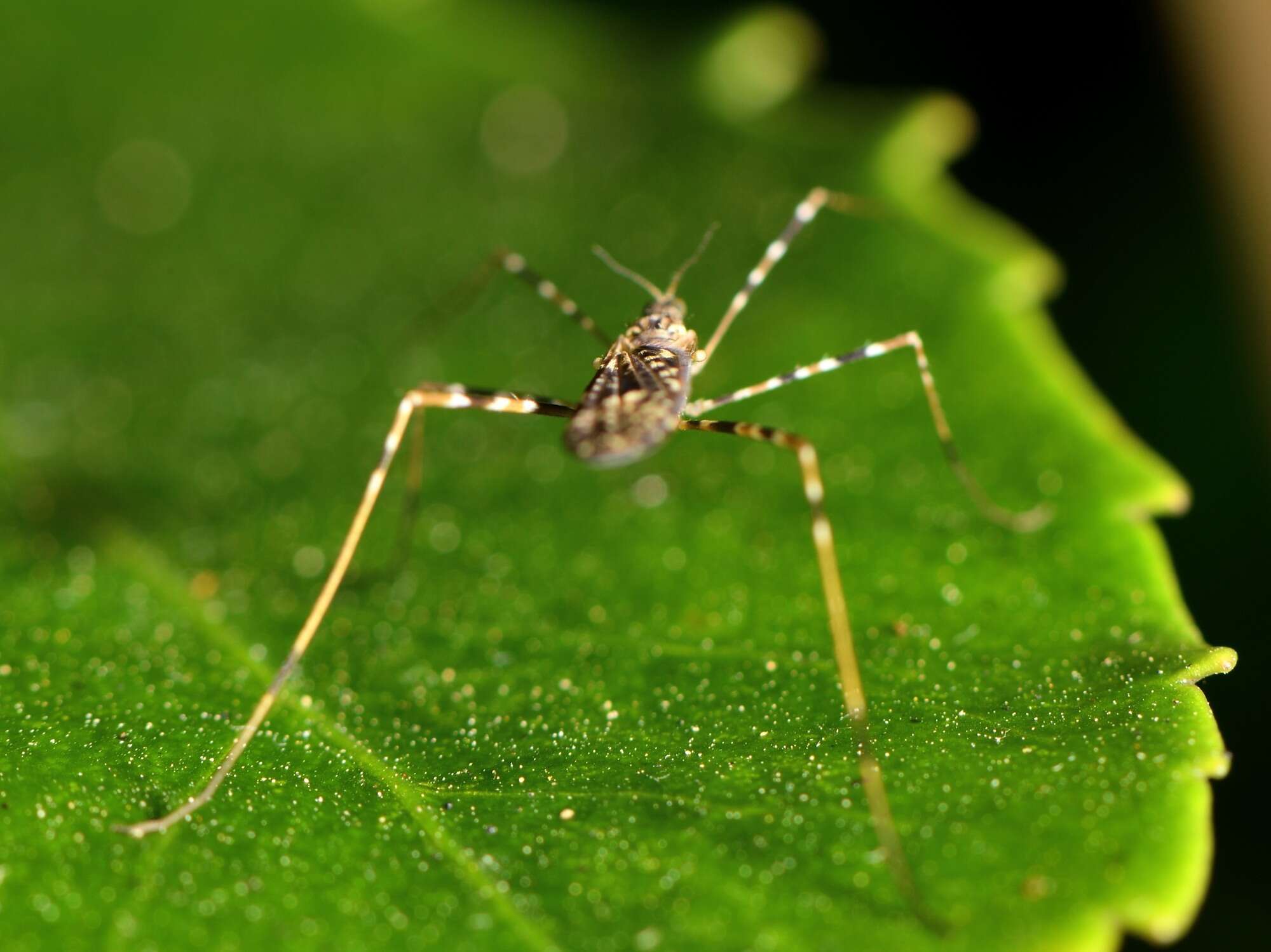 صورة Amphineurus (Amphineurus) hudsoni Edwards 1923