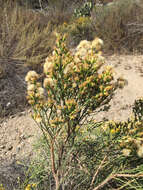 Image of California broomsage