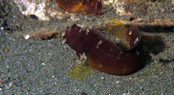 Image of Snowflake Blenny