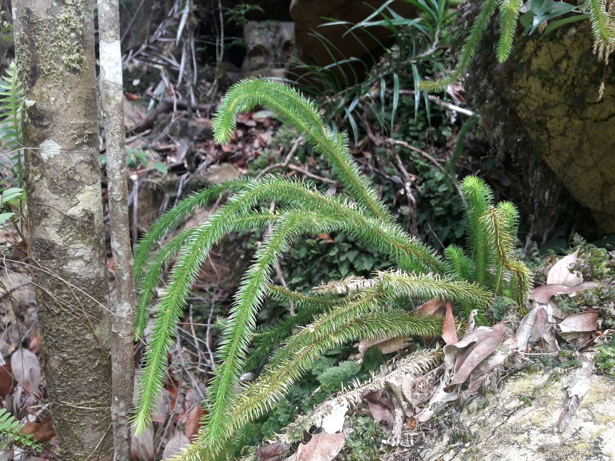 Image of rock tassel fern