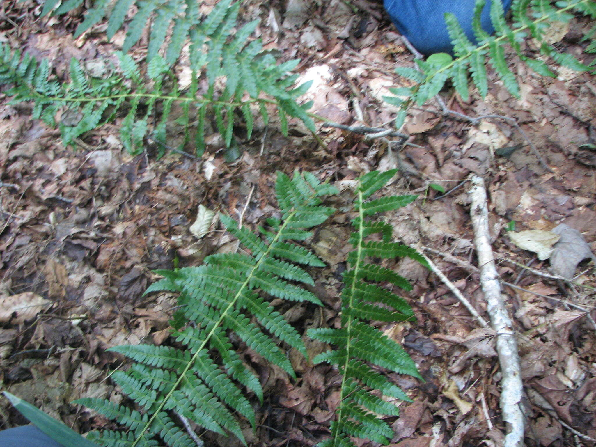 Image of hollyfern