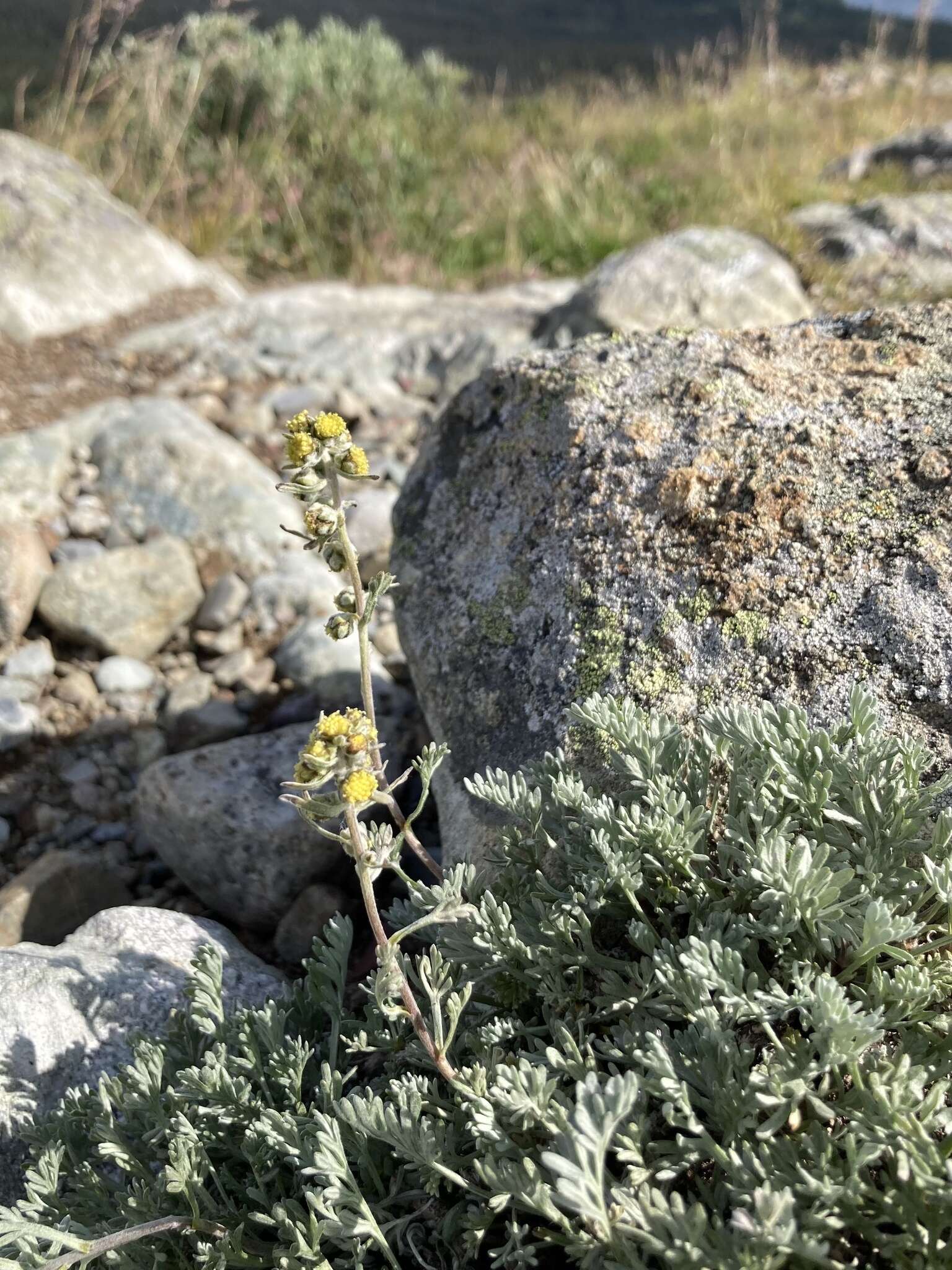 Image of forked wormwood