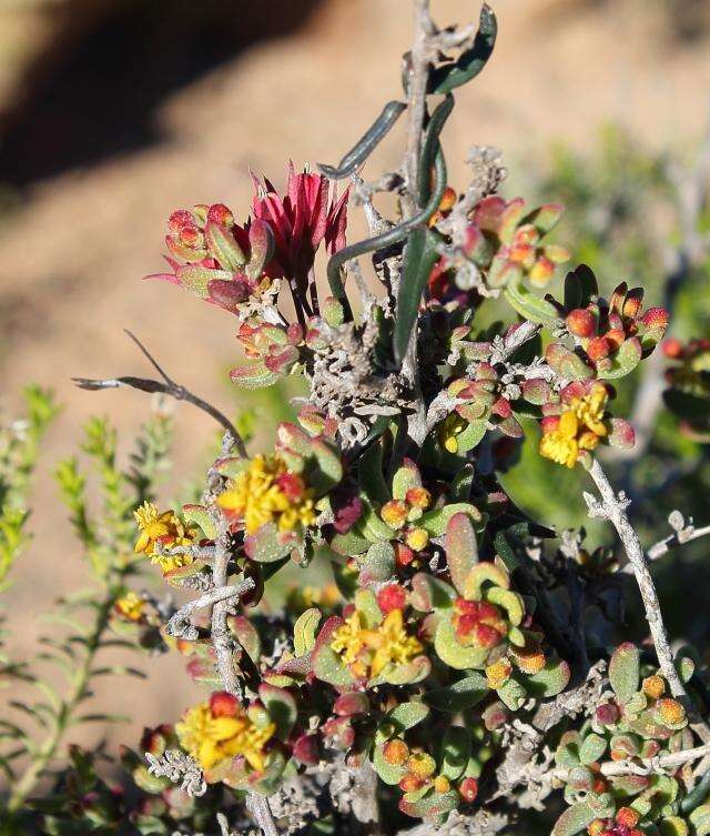 Image of Microloma calycinum E. Mey.