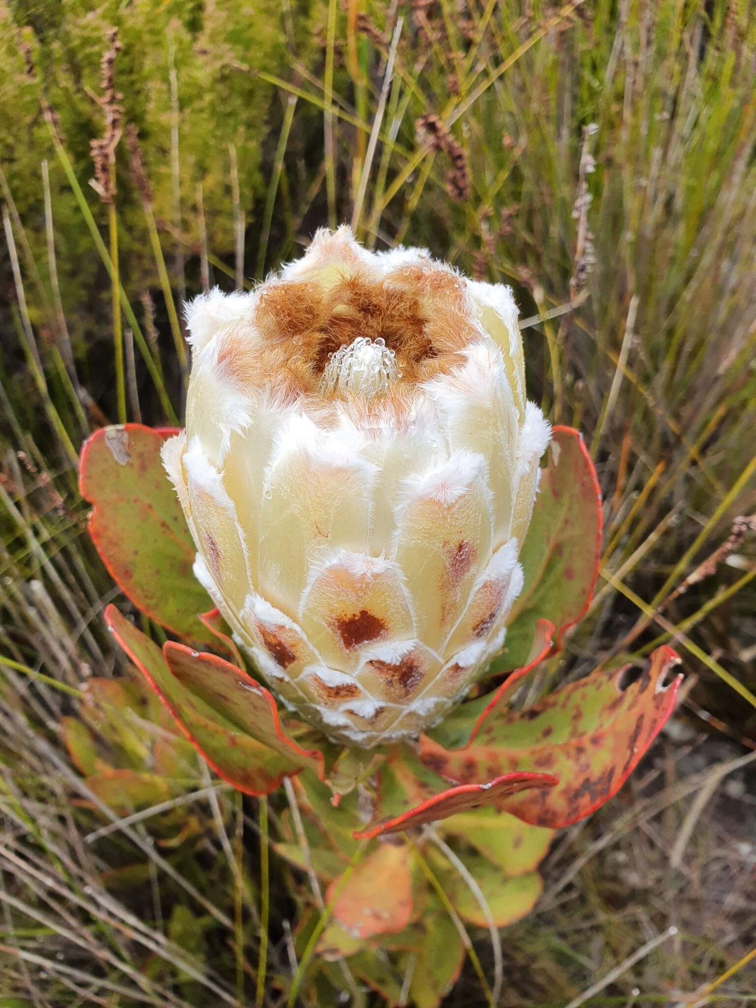 Image of Protea stokoei Phillips