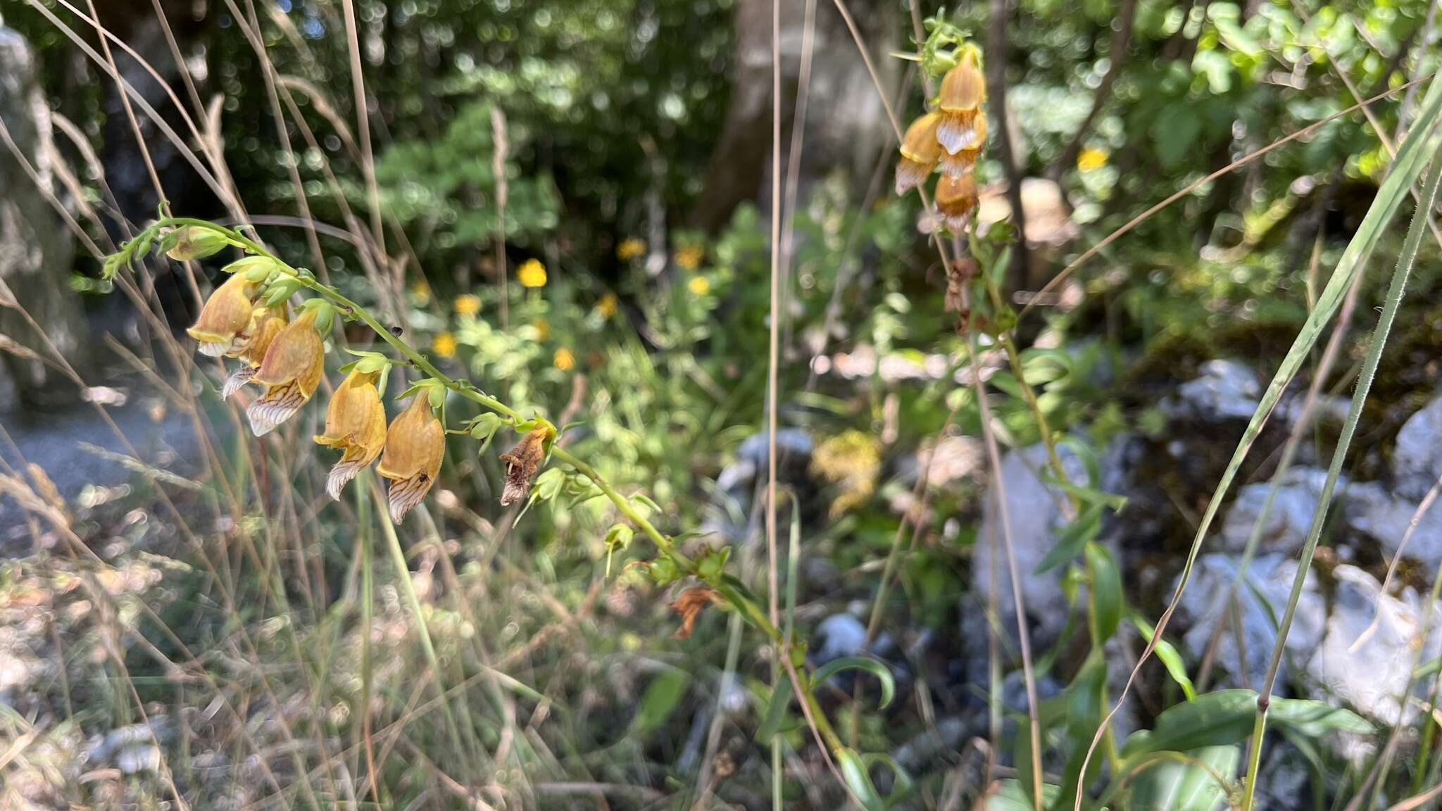 Imagem de Digitalis laevigata Waldst. & Kit.