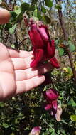 Imagem de Lathyrus splendens Kellogg