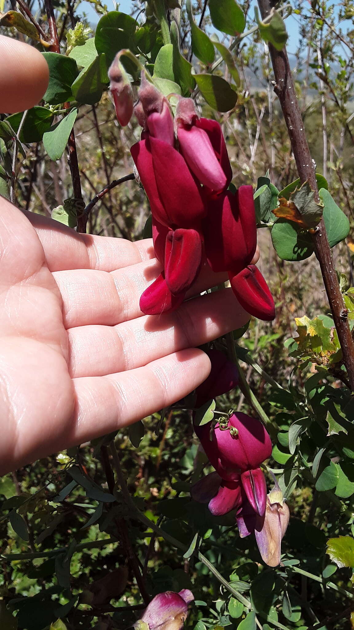 Imagem de Lathyrus splendens Kellogg