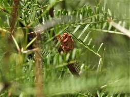 Plancia ëd Calliopsida cinnabarina (Berg 1879)