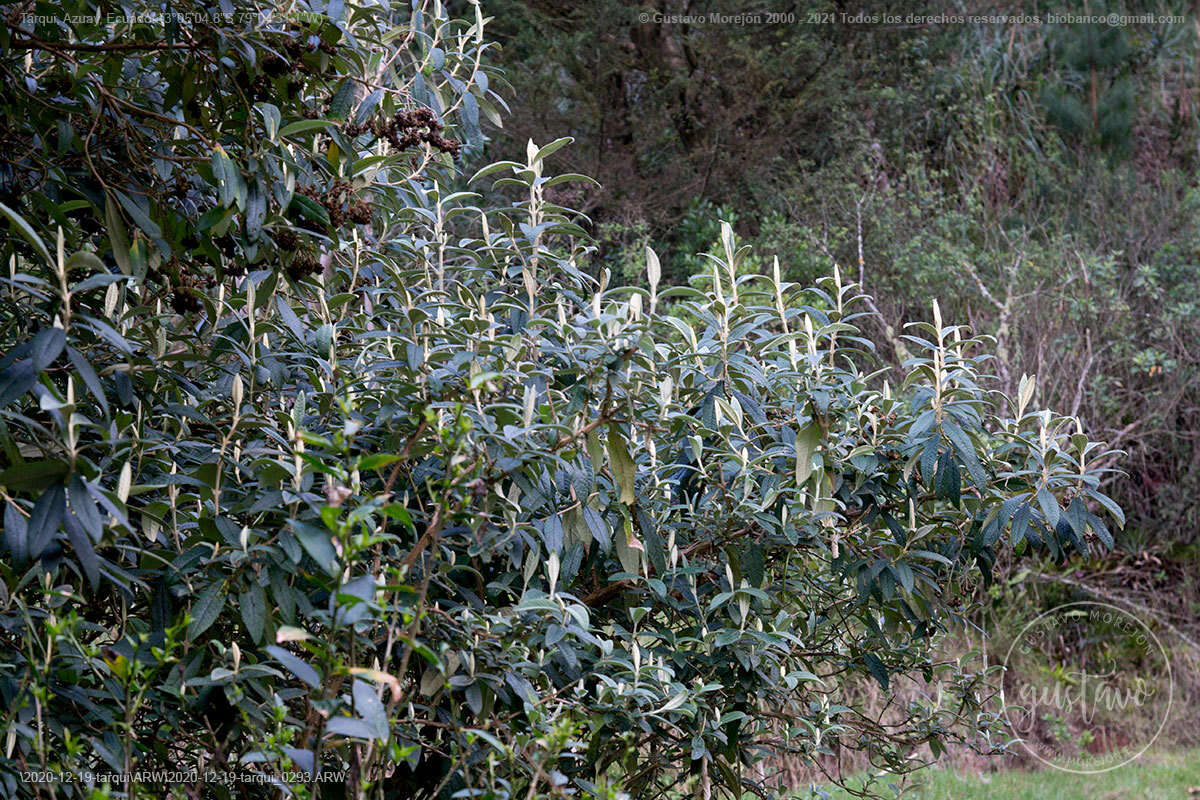 Слика од Buddleja incana Ruiz & Pav.