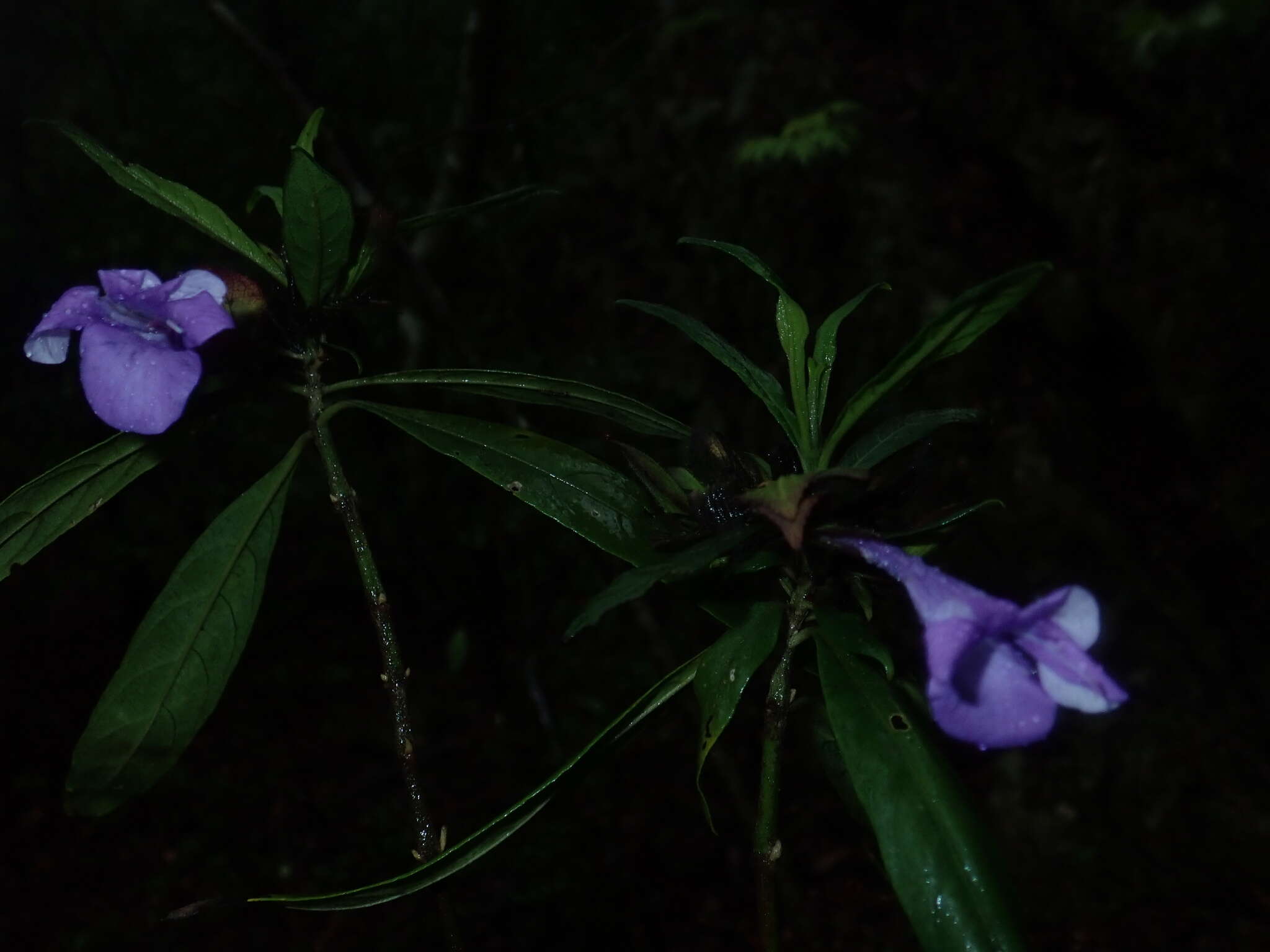 Imagem de Barleria paucidentata Benoist