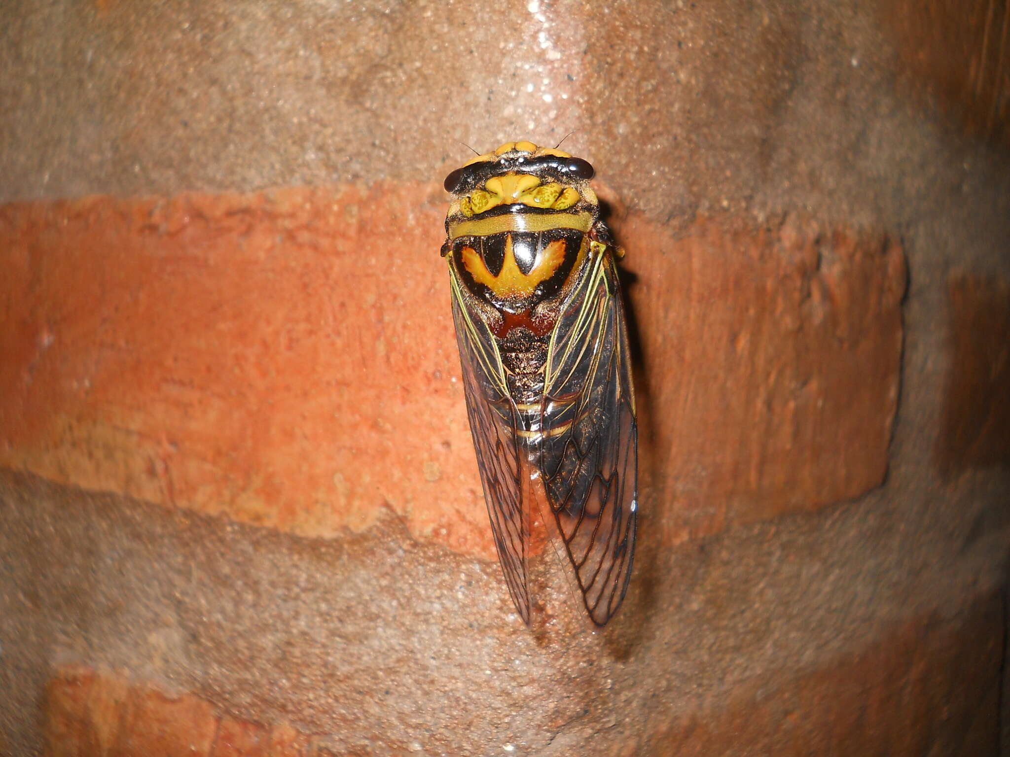 Image of Guyalna bonaerensis (Berg 1879)