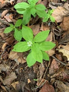 Image of Menzies' campion