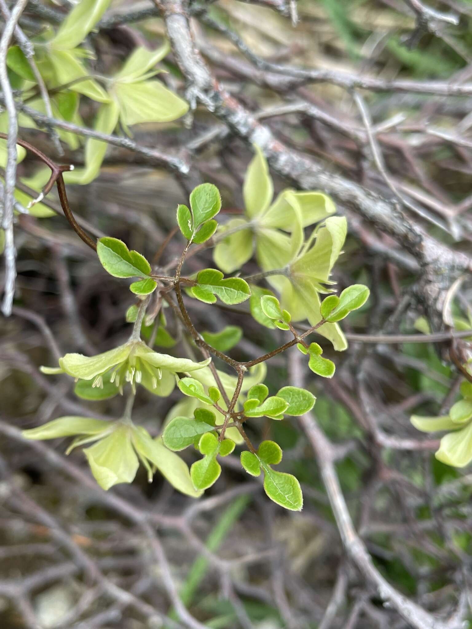 Image of Clematis marata Armst.