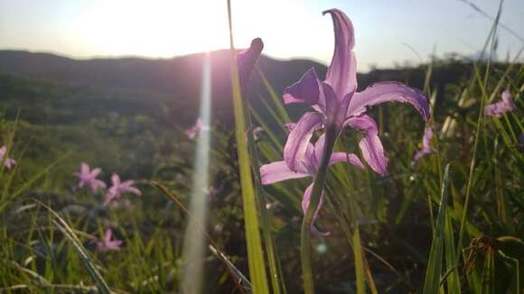 Image of Vellozia geotegens L. B. Sm. & Ayensu