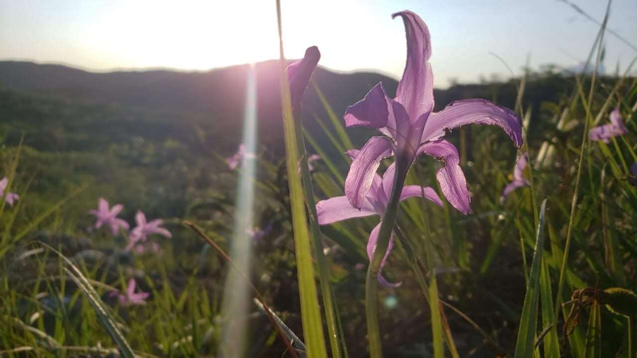 Image of Vellozia geotegens L. B. Sm. & Ayensu