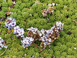 Image of Junellia micrantha (Phil.) Moldenke