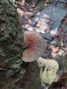 Image of Trametes apiaria (Pers.) Zmitr., Wasser & Ezhov 2012