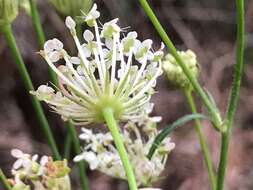 Image of Trachymene composita var. composita