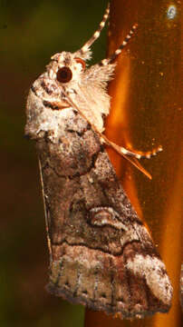 Image of Similar Underwing