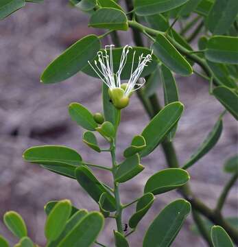 Image of Anisocapparis Cornejo & Iltis 2008