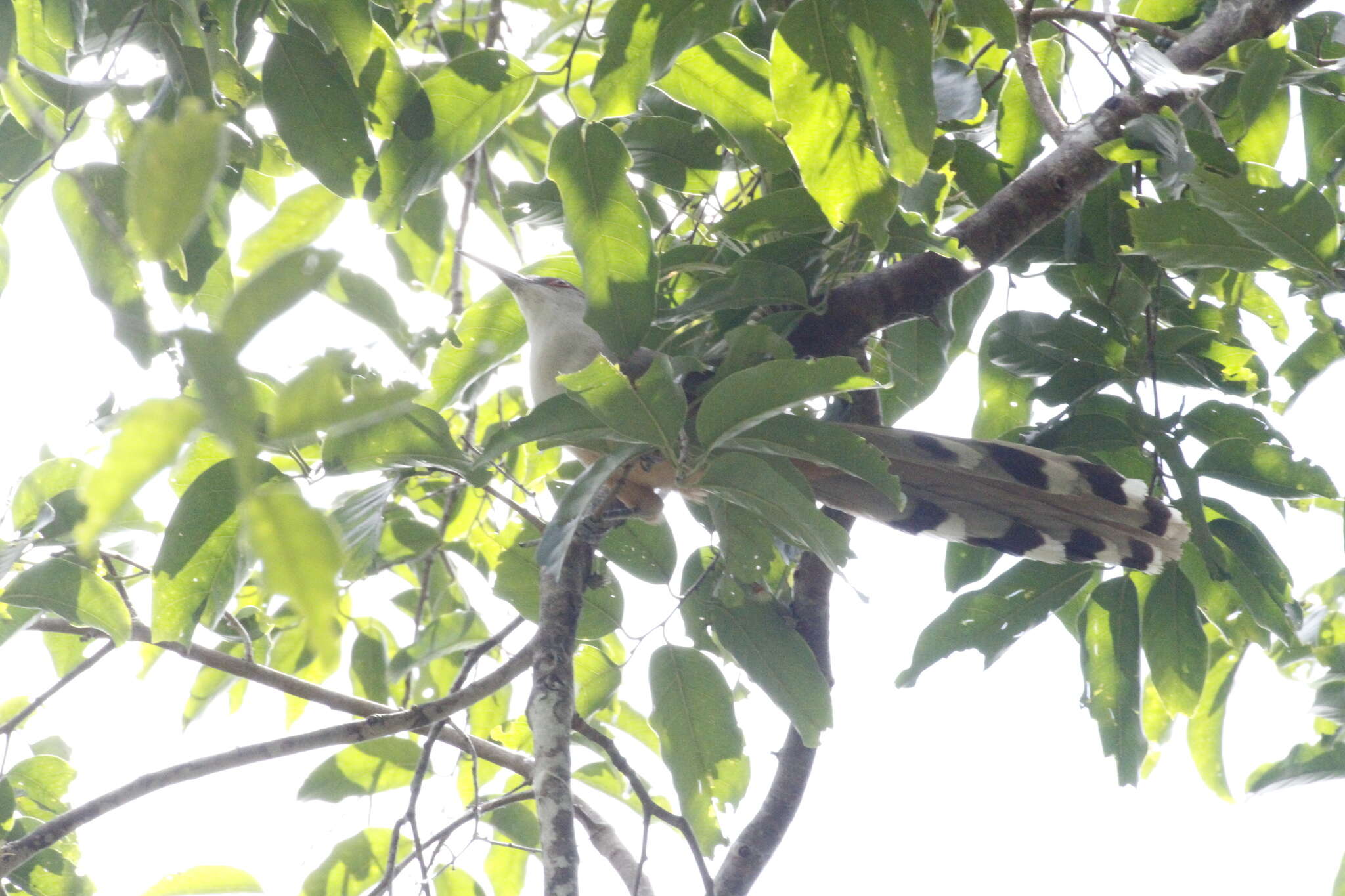 Image of Cuban Lizard-cuckoo