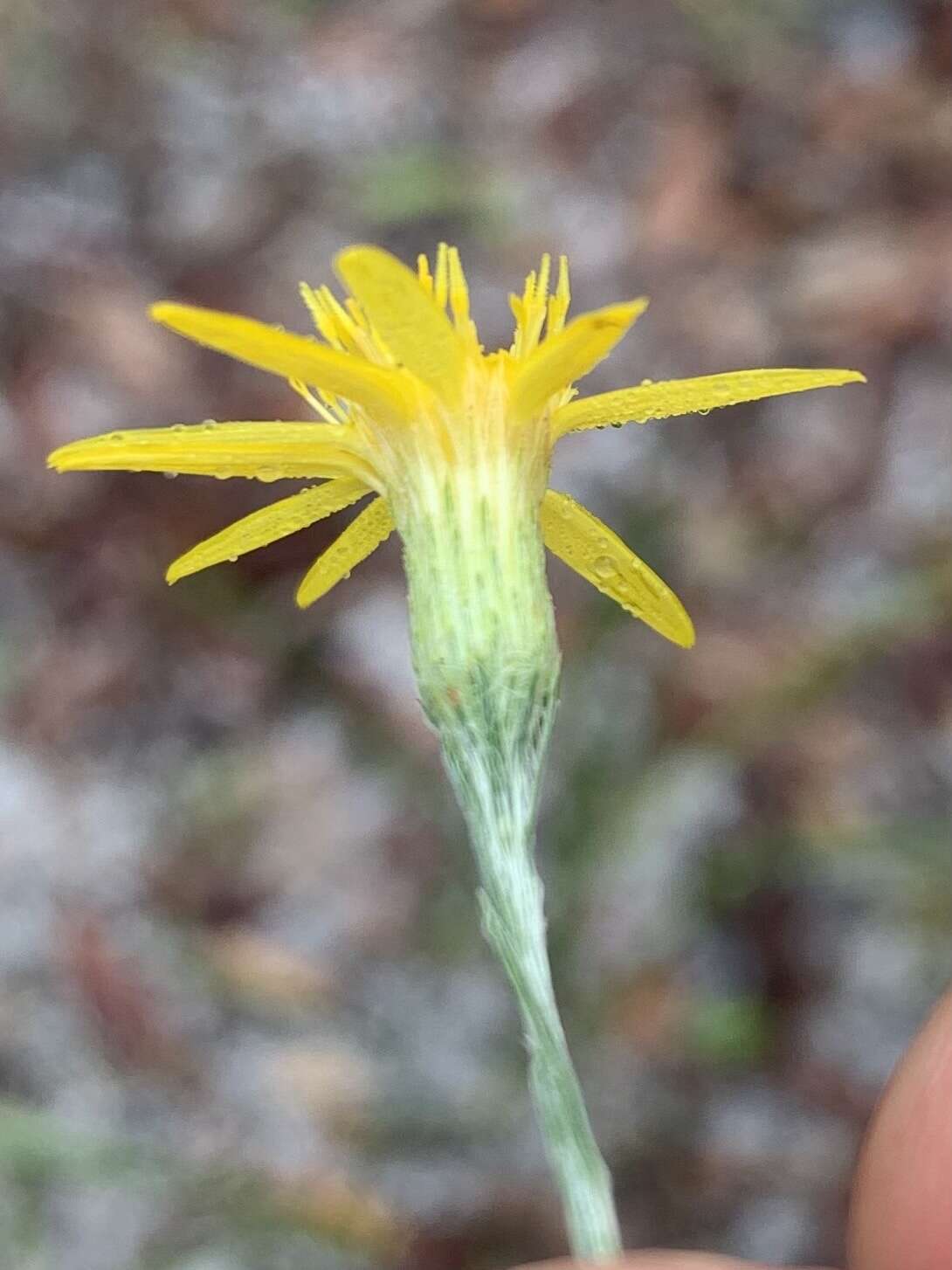 Image de <i>Pityopsis <i>graminifolia</i></i> var. graminifolia