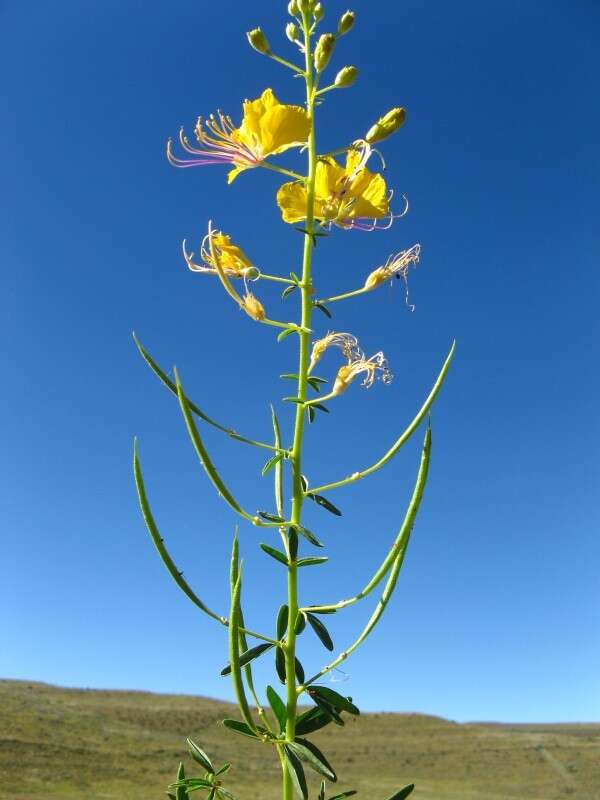 Plancia ëd Kersia suffruticosa (Schinz) Roalson & J. C. Hall