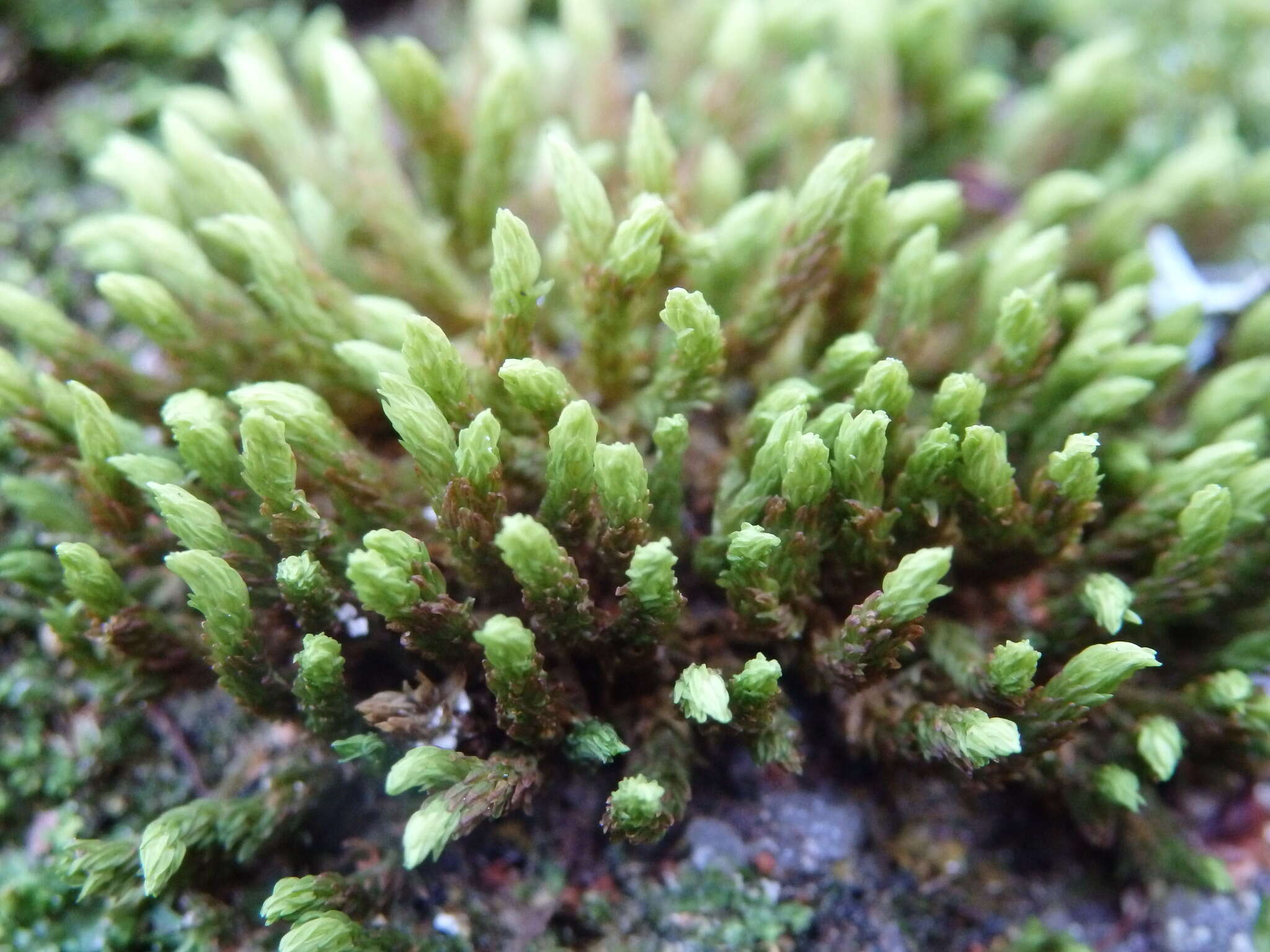 Image of aquatic racomitrium moss