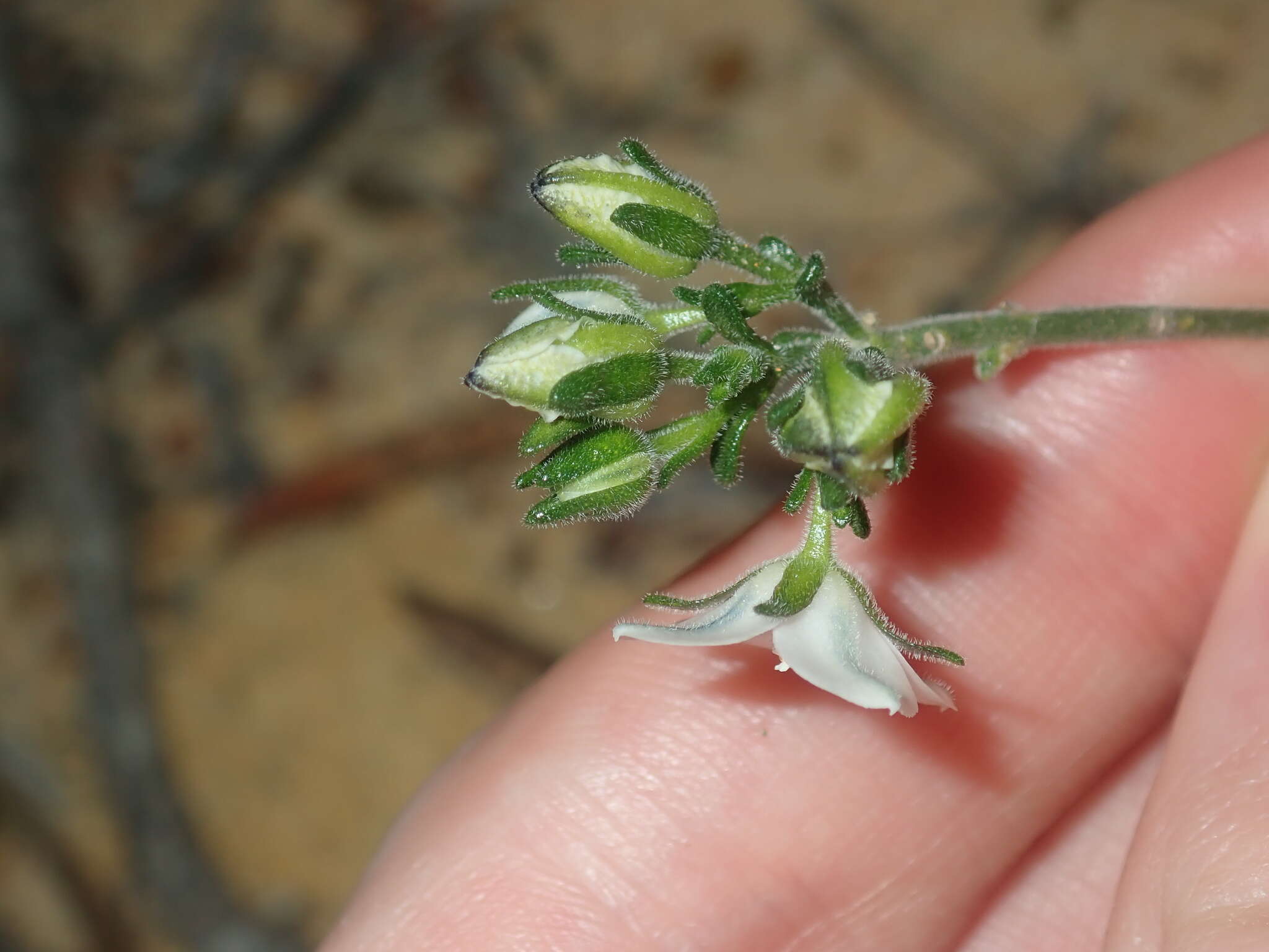 Cyanothamnus coerulescens subsp. spinescens (Benth.) Duretto & Heslewood的圖片