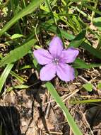 Image of Carolina wild petunia