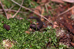 Image of Terrestrial splayfoot salamander