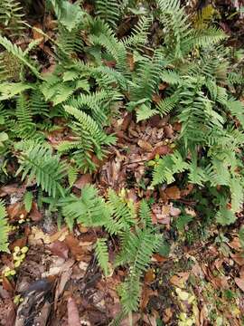 Polypodium plesiosorum Kunze的圖片