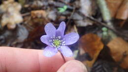 Plancia ëd Hepatica nobilis var. nobilis