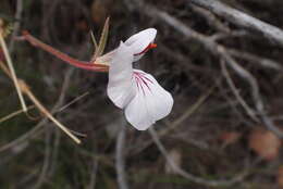 Image of Pelargonium longicaule Jacq.