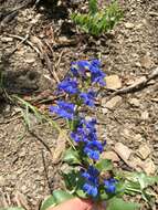 Imagem de Penstemon cyananthus Hook.