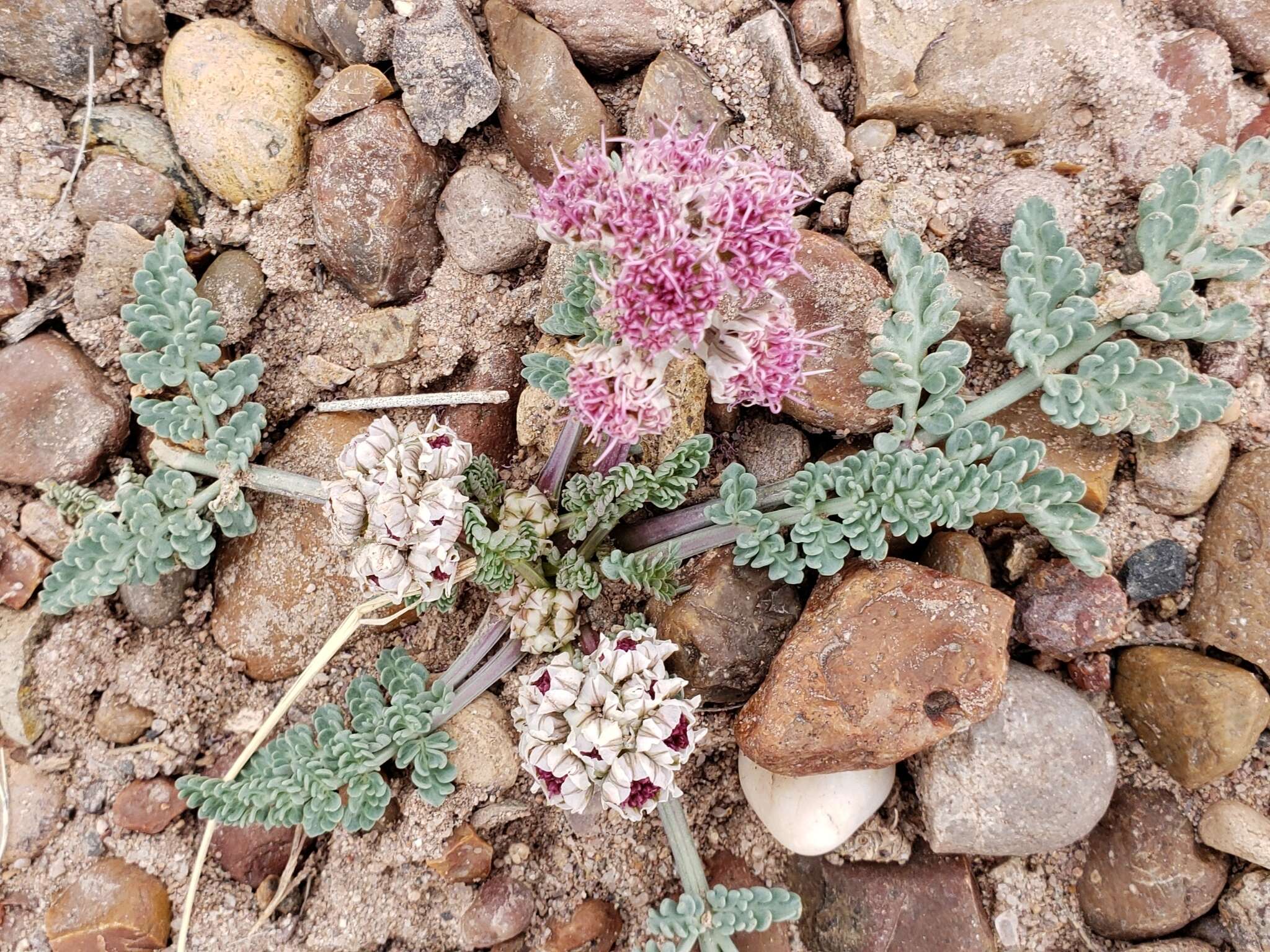 Image of bulbous springparsley